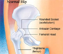 anatomia anca