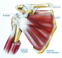 anatomia cuffia dei rotatori