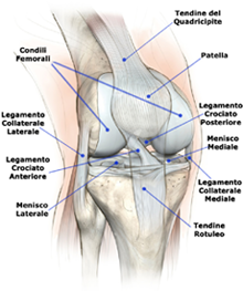 anatomia ginocchio