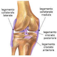 anatomia legamento crociato anteriore
